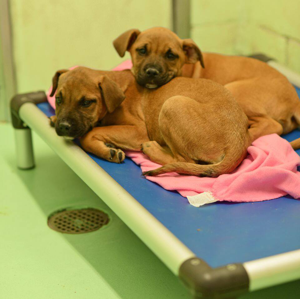 What is Shelter Bed? Kuranda Dog Beds