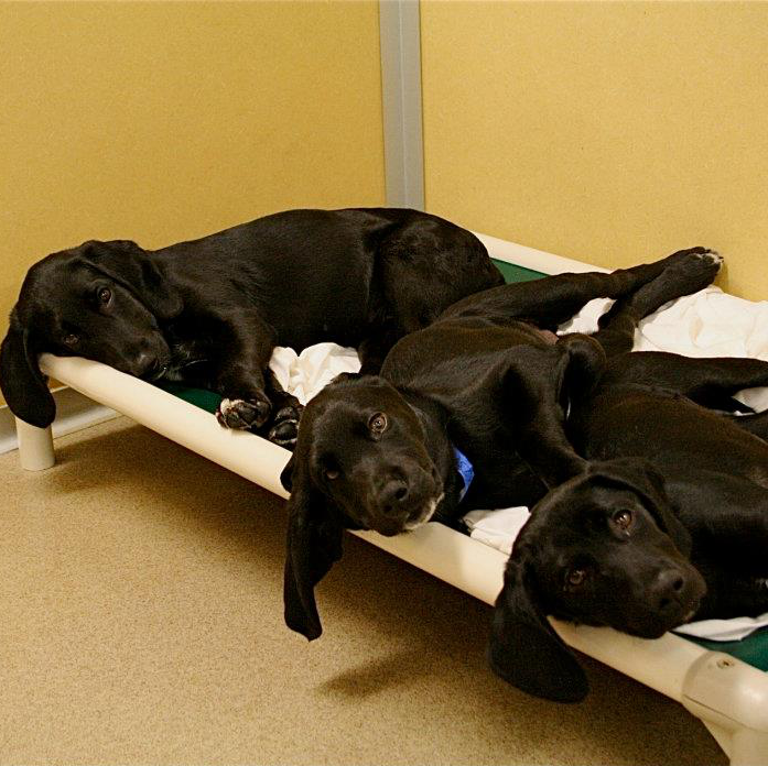 What is Shelter Bed? Kuranda Dog Beds