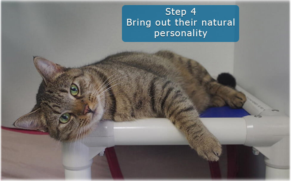 What is Shelter Bed? Kuranda Dog Beds