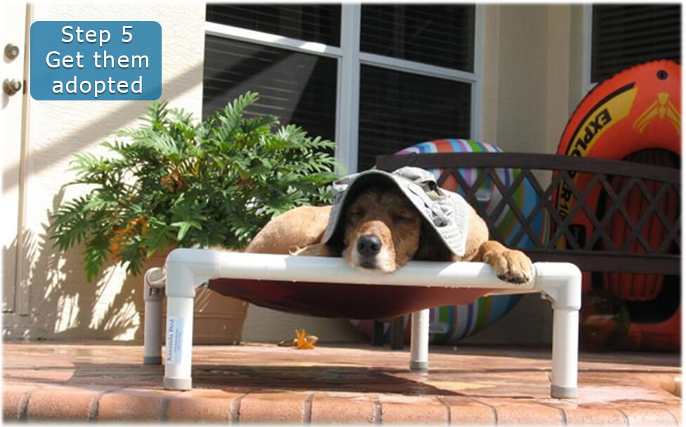 What is Shelter Bed? Kuranda Dog Beds