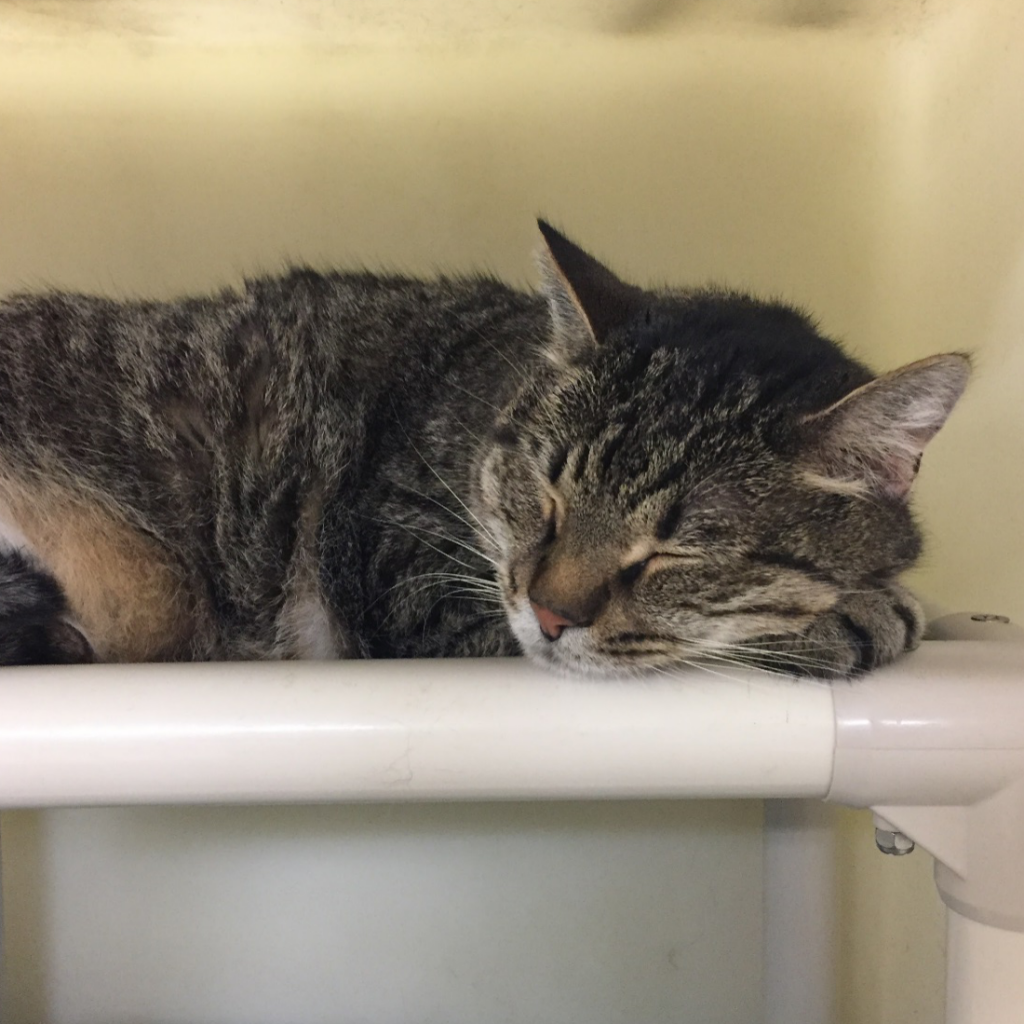 What is Shelter Bed? Kuranda Dog Beds