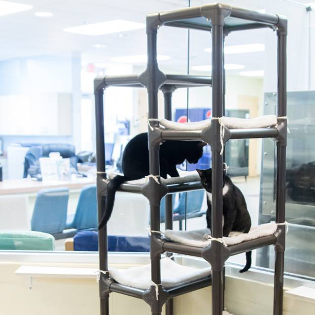 What is Shelter Bed? Kuranda Dog Beds